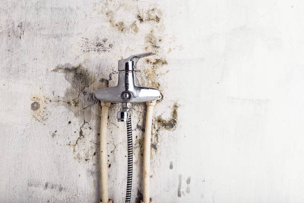 Best Emergency Mold Removal  in Moss Point, MS