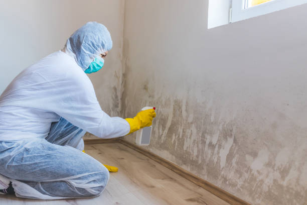 Best Certified Mold Removal  in Moss Point, MS
