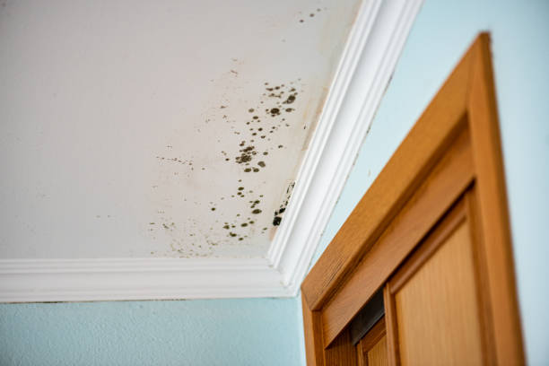 Best Mold Removal Process  in Moss Point, MS