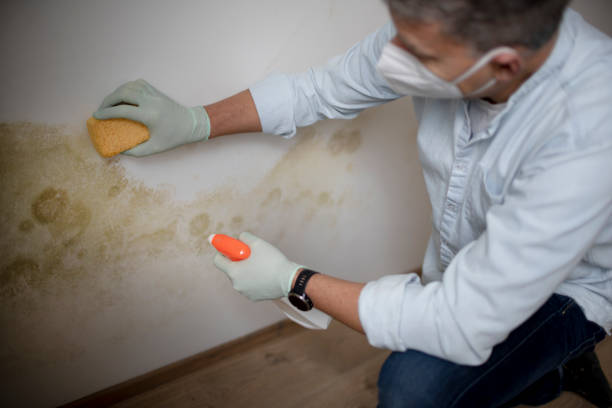 Best Best Mold Removal Companies  in Moss Point, MS