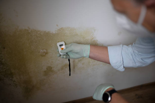 Best Office Mold Removal Services  in Moss Point, MS