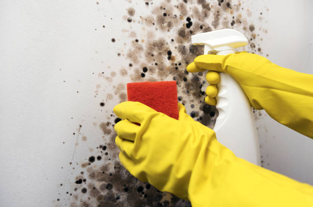 Attic Mold Removal in Moss Point, MS