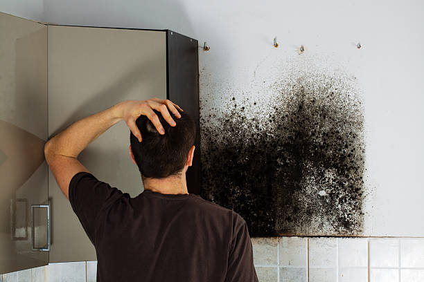 Mold Removal and Inspection in Moss Point, MS