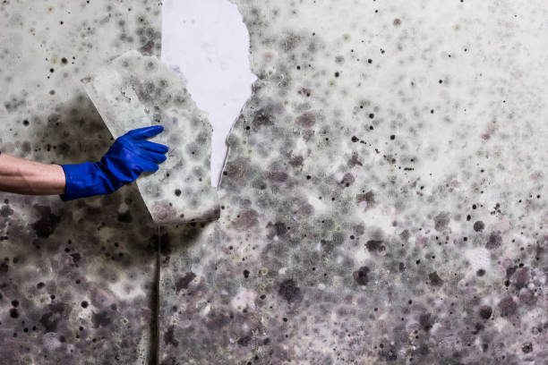Best Affordable Mold Removal  in Moss Point, MS
